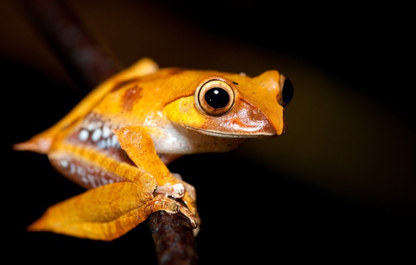 Желтая лягушка на ветке 