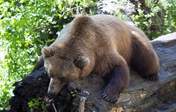 Большой бурый медведь лежит на сухом дереве