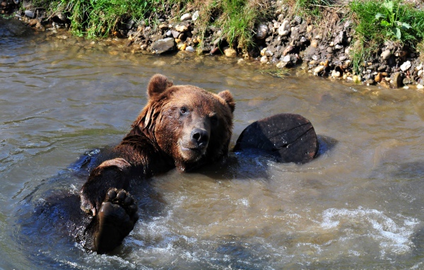 Большой бурый медведь купается в ручье