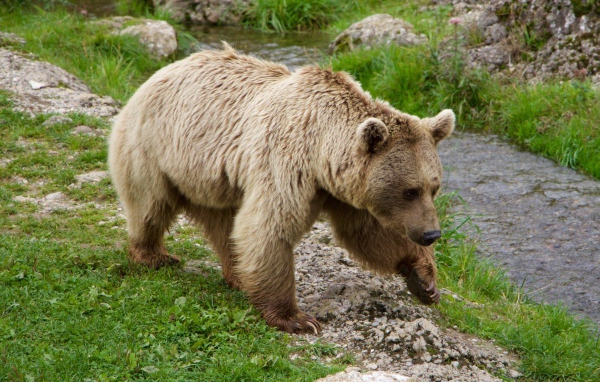 A large brown bear walks along the green grass by the stream
