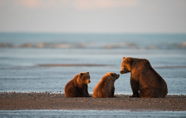 Big Brown Bear with cubs near the water