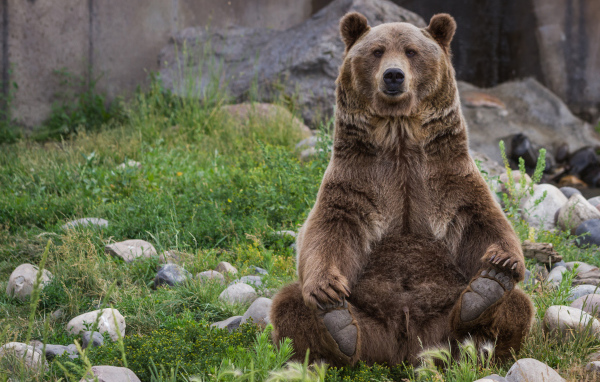 Большой бурый медведь сидит на зеленой траве