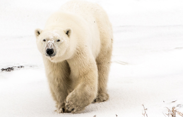 Большой грозный белый медведь идет по снегу
