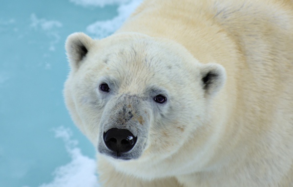 Большой полярный медведь крупным планом