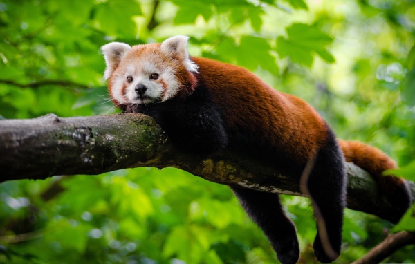 Малая панда лежит на дереве