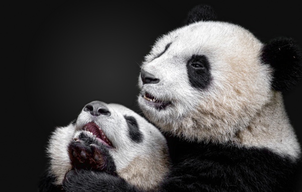 Две панды на сером фоне 