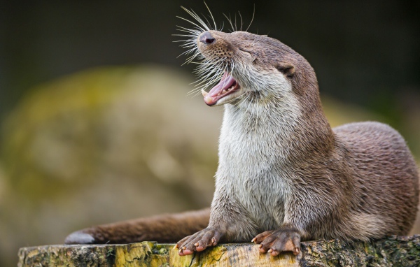 Забавная выдра зевает