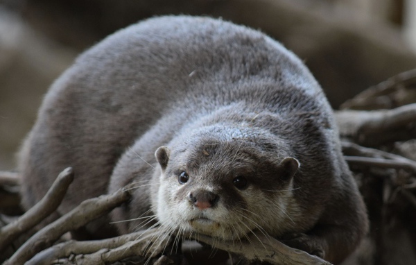 Серая выдра лежит на сухих ветках 