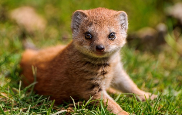 Маленький мангуст на зеленой траве