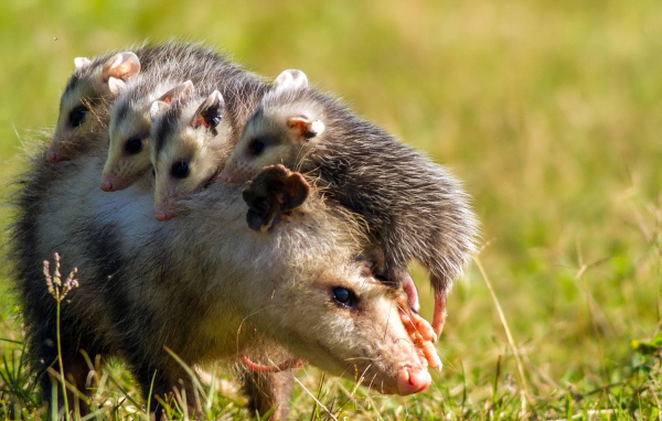 Опоссум с детенышами на спине