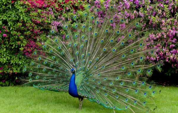 Красивый павлин распушил хвост 