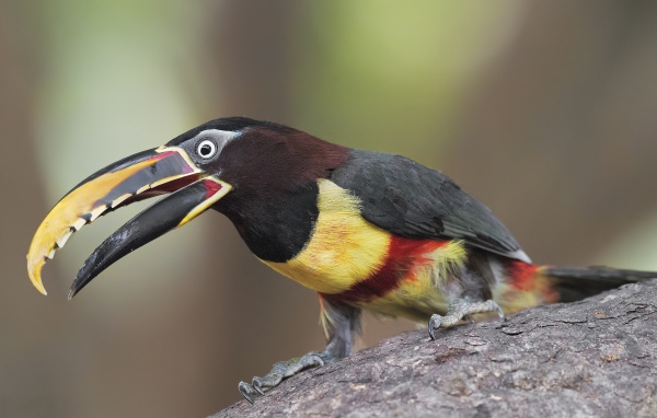 Красивый тукан сидит на дереве 