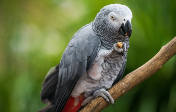 Серый попугай сидит на ветке