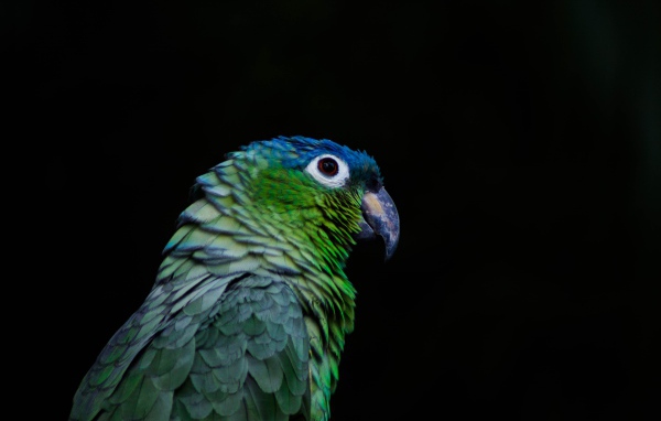 Зеленый попугай на черном фоне крупным планом