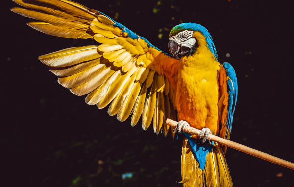 Большой сине-желтый попугай сидит на ветке