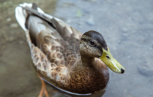 Большая серая утка плавает в воде