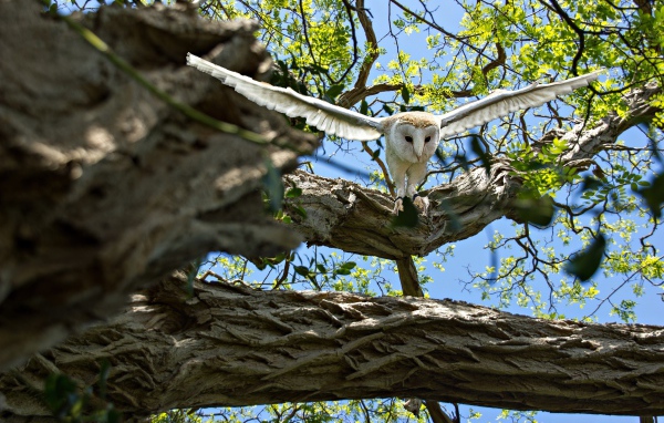 Большая белая сова взлетает с ветки