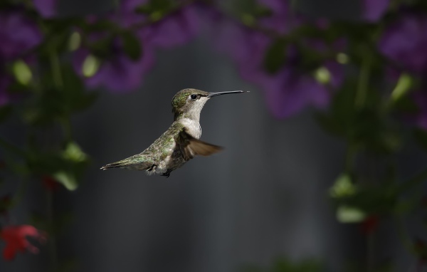 Маленькая птичка колибри крупным планом