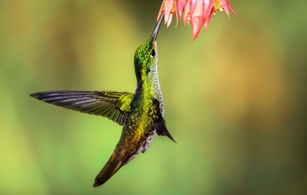 Маленькая птичка колибри собирает нектар на цветке