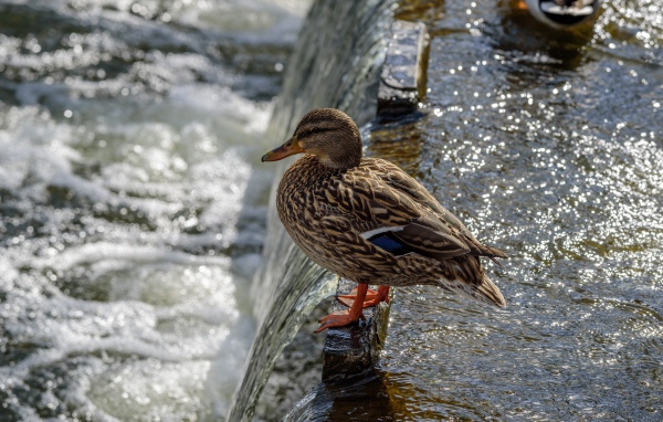 Маленькая серая утка у воды