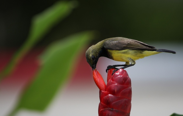 Маленькая птица колибри кормится на красном цветке