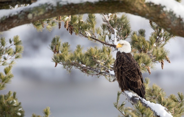 Белоголовый Орлан сидит на заснеженной ветке зимой