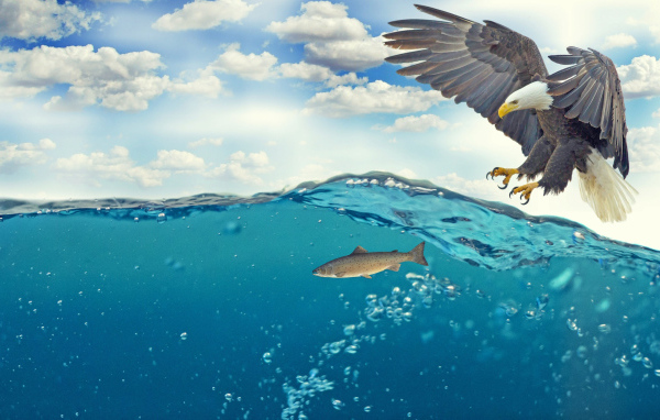 Белоголовый орлан ловит рыбу в воде 