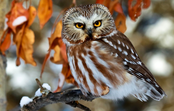 Красивая большая сова с желтыми глазами сидит на ветке