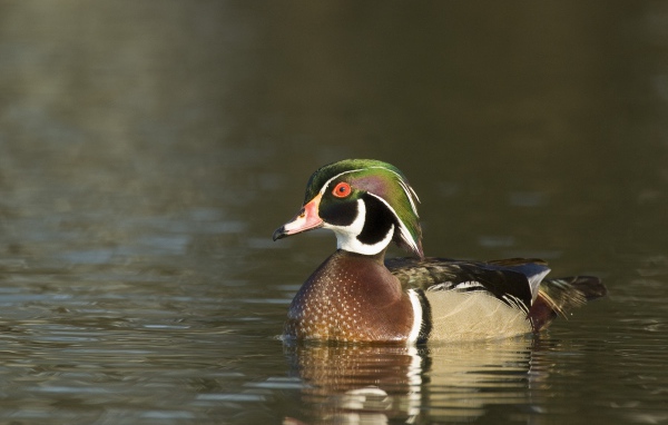 Красивая утка в воде крупным планом