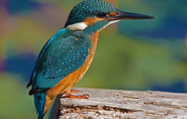 Красивая маленькая птичка зимородок сидит на дереве