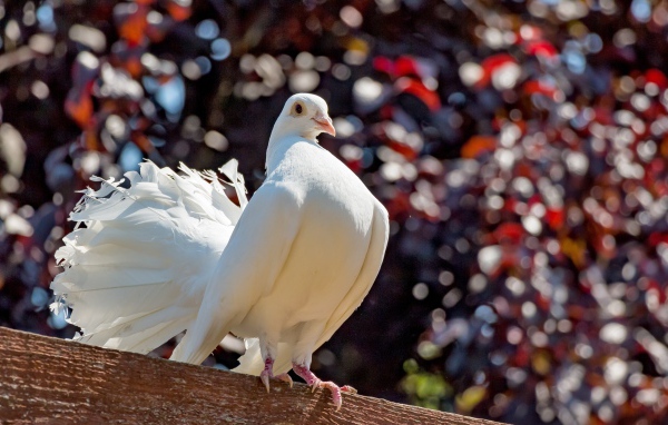 Красивый белый голубь крупным планом