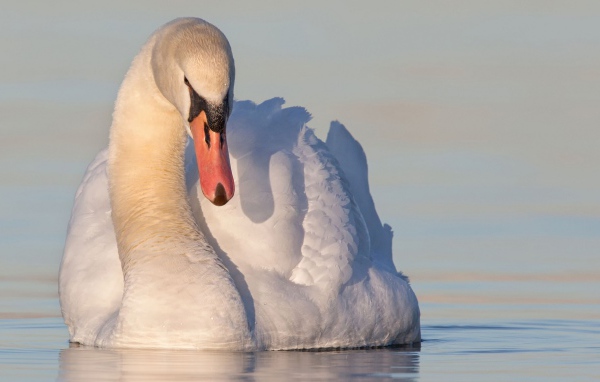 Красивый белый лебедь в воде