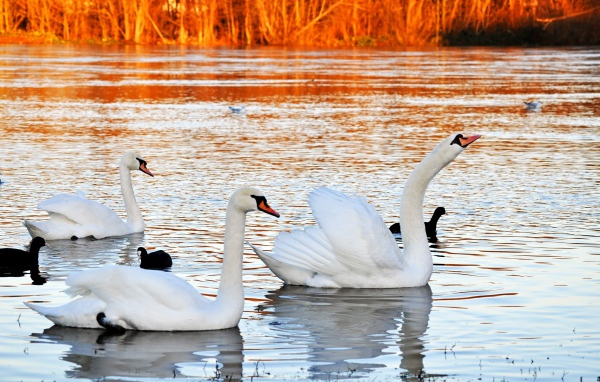 Красивые белые лебеди на пруду