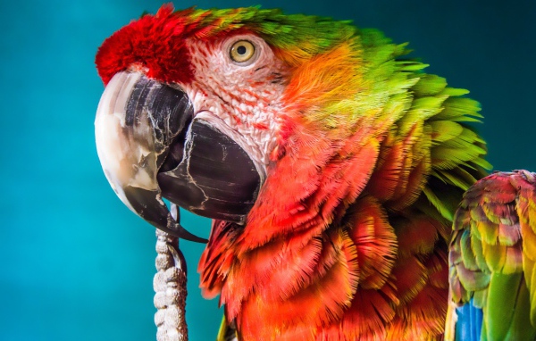 Большой попугай крупным планом