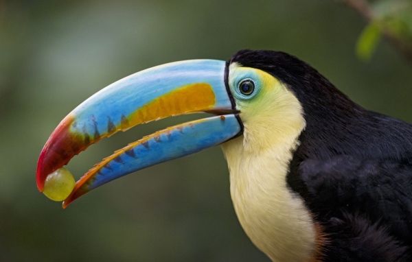 Большой красивый тукан с виноградом в клюве