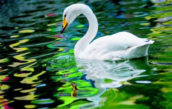 Большой красивый белый лебедь в воде