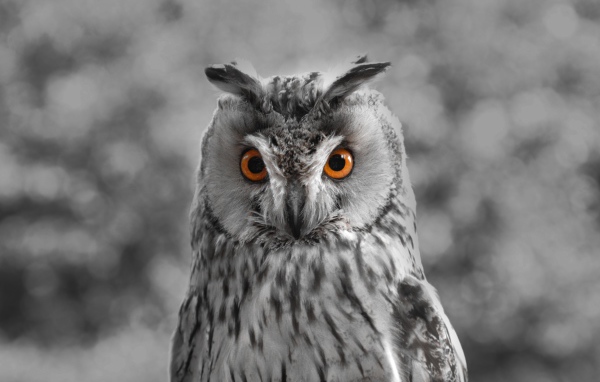 Большая серая сова с желтыми глазами