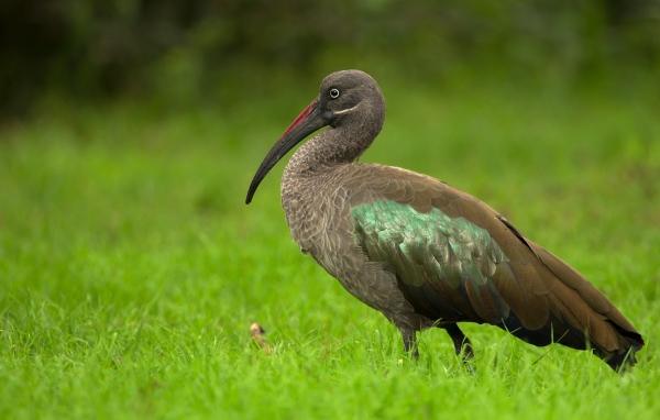 Большой ибис в зеленой траве крупным планом
