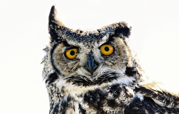 Большая сова на белом фоне крупным планом