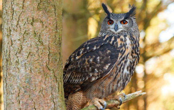 Большая сова сидит на ветке дерева