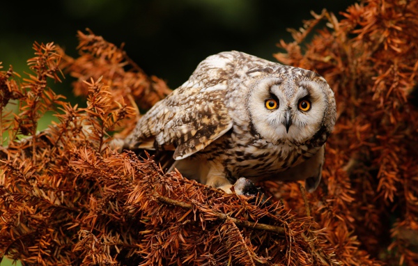 Большая сова с желтыми глазами на ветке 