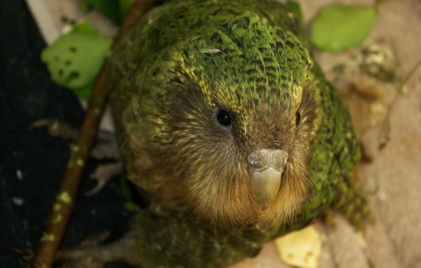 Птица Какапо крупным планом