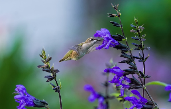 Птица колибри у фиолетового цветка