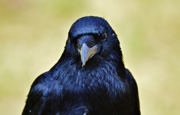 Черный ворон крупным планом