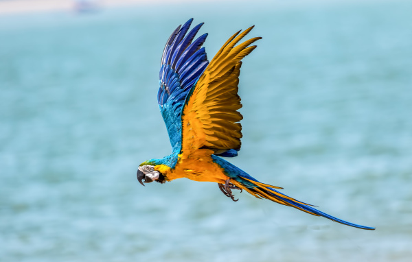 Попугай голубо-желтый ара летит над водой