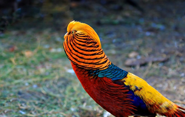 Яркий красивый золотой фазан