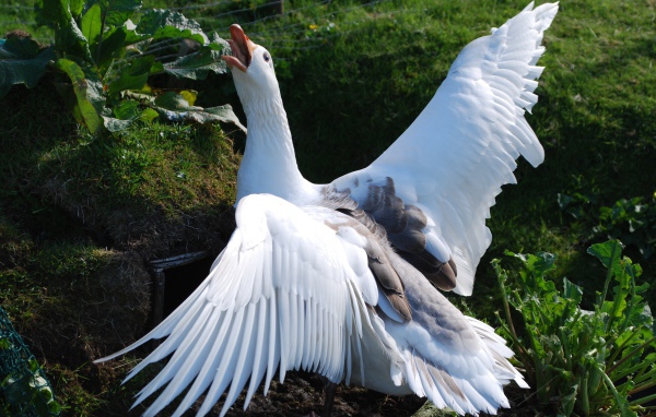 Злой белый домашний гусь