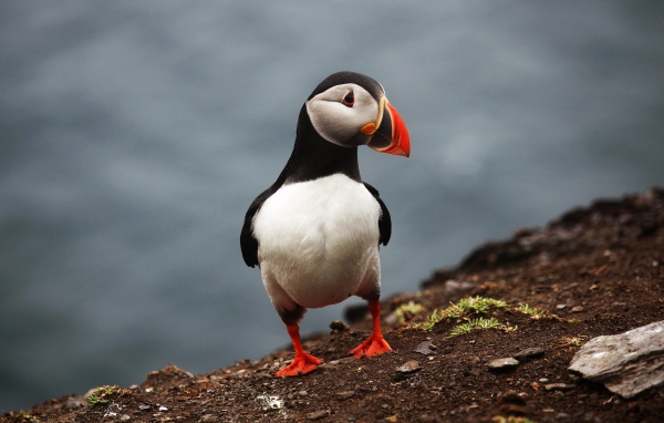 Забавная маленькая птица тупик 