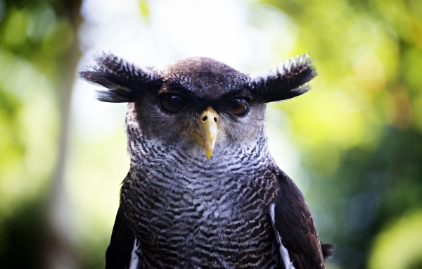 Забавная сова крупным планом