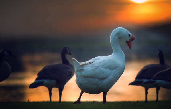 Гуси на фоне солнца на закате